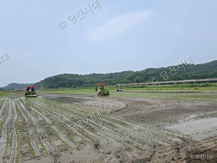 당진시의 벼 종자 채종포에서 이앙기가 벼를 심고 있다.