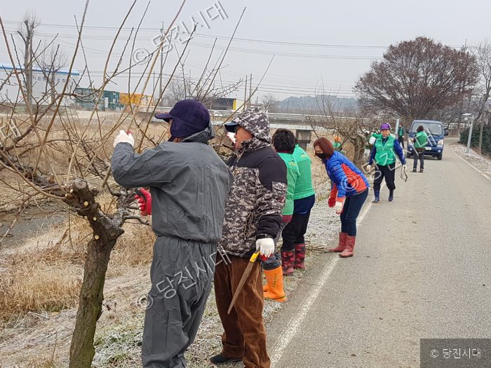 주민들이 도로변 과수원에서 가지치기 봉사활동을 하고 있다.