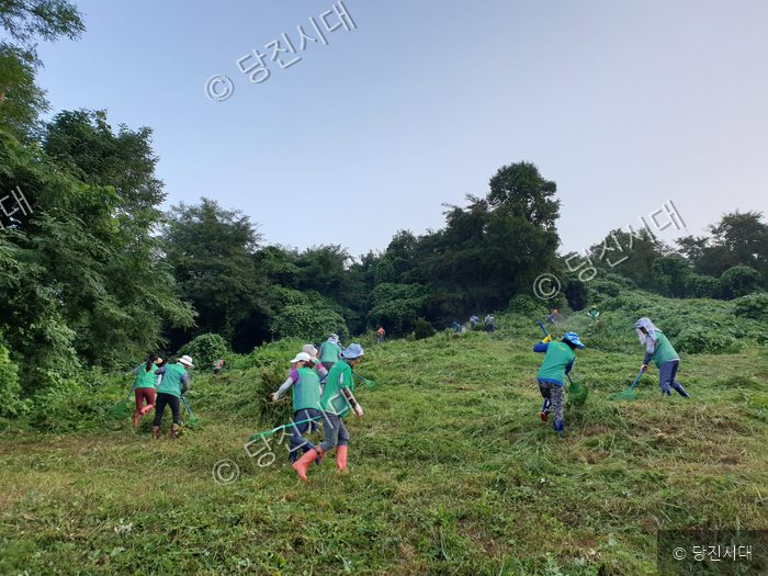 주민들이 풀베기 봉사활동을 하며 주변을 정리하고 있다.