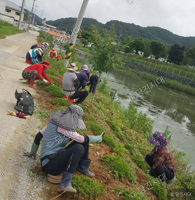주민들이 천변 둑길에서 풀베기 및 환경정화 활동을 하고 있다.