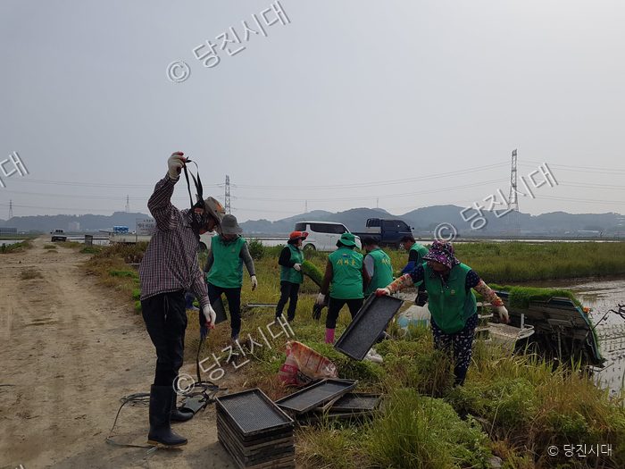 당진시 석문면에서 주민들이 새마을 운동 봉사활동으로 모판을 나르고 있다.