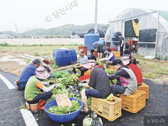 뉴그린새마을산악회 회원들이 열무를 다듬고 있다.