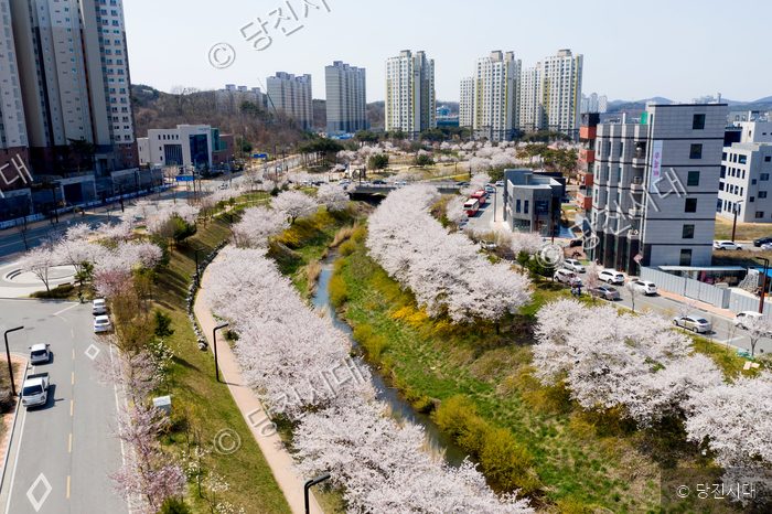 당진천 양안으로 흐드러지게 핀 벚꽃길 위로 완연한 봄 풍경이 펼쳐져 있다.