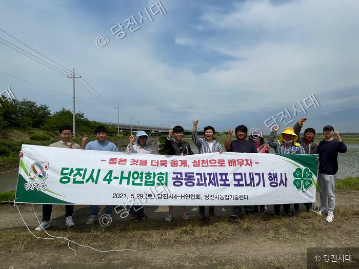 당진시 4-H연합회원들이 공동과제포 모내기 행사를 하고 있다.