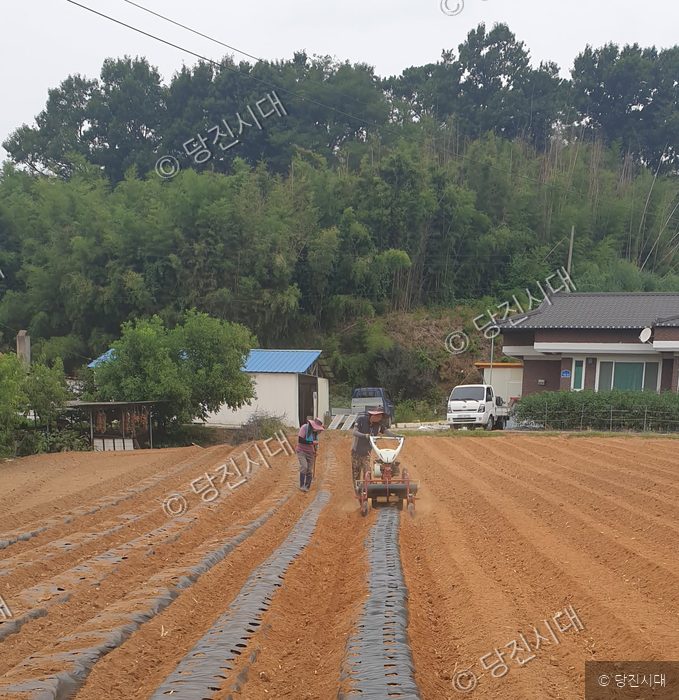 농민들이 당진의 밭에서 경운기와 도구를 이용해 비닐 씌우기 작업을 하고 있다.