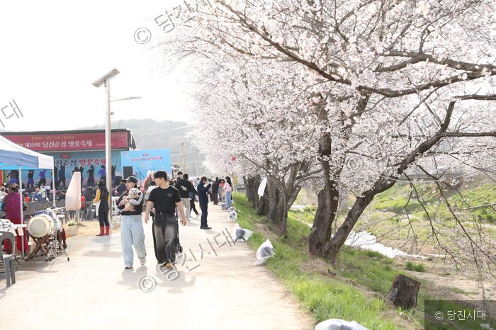 주민들이 벚꽃이 만개한 산책로를 걷고 있다.