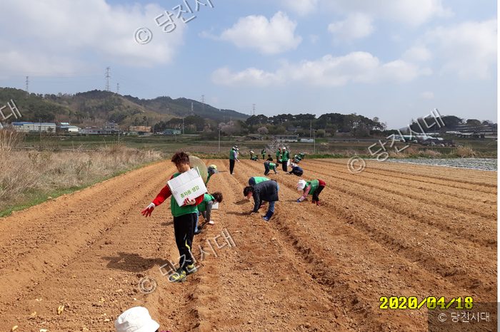 주민들이 밭에서 감자를 심는 봉사활동을 하고 있다.