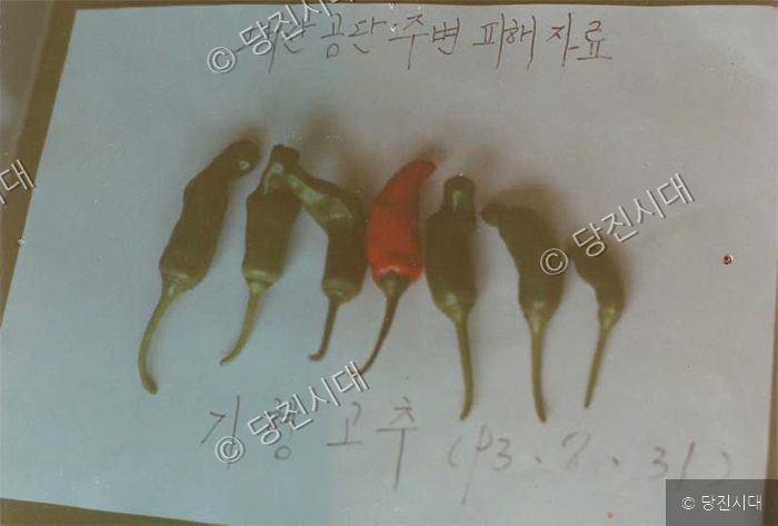 대산공단 주변에서 수거된 기형 고추들이 나란히 놓여 있다.