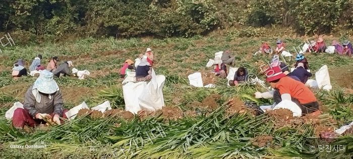 계절근로자들이 농가에서 수확 작업에 한창이다.