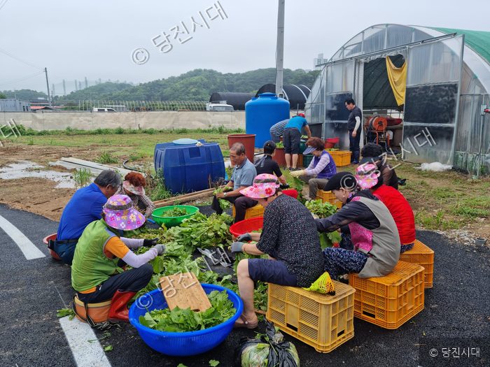 뉴그린새마을산악회 회원들이 열무를 다듬고 있다.