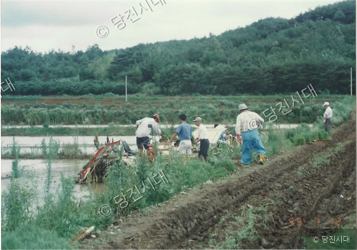 농민들이 당진 수당리 논에서 모내기 작업을 하고 있다.
