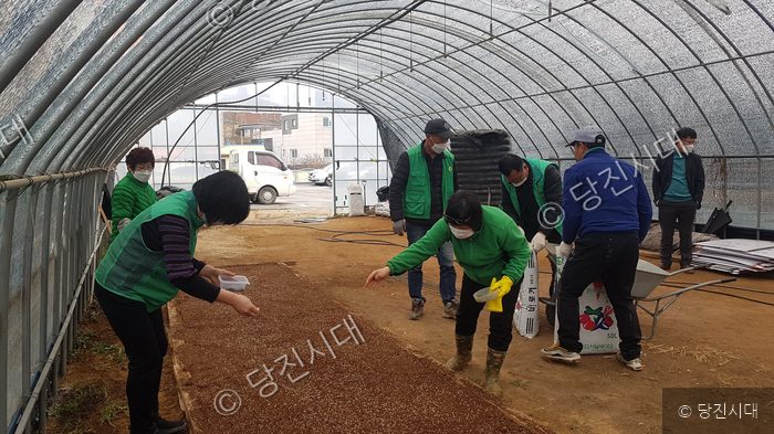 비닐하우스에서 새마을지도자들이 씨앗을 뿌리며 봉사활동을 하고 있다.