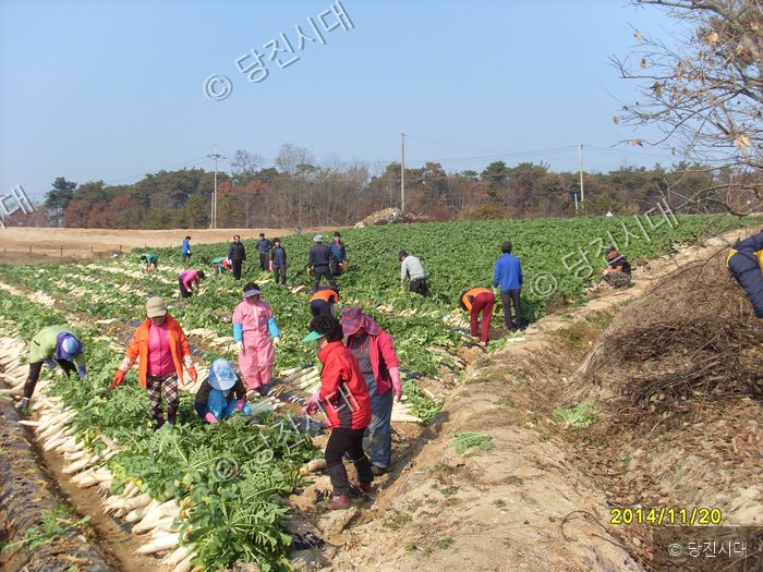 주민들이 밭에서 무를 수확하고 있다.