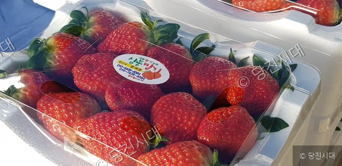 당진 농가에서 친환경 미생물로 재배한 신선한 딸기가 투명한 플라스틱 용기에 담겨 출하를 앞두고 있다.