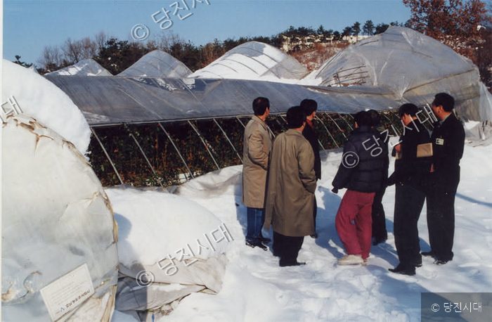 관계자들이 폭설로 피해를 입은 비닐하우스를 둘러보고 있다.