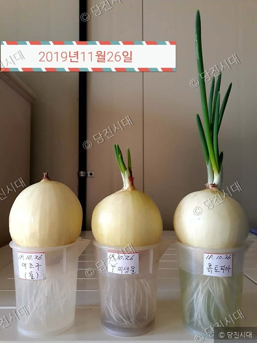2019년 11월 26일 양파 생장 실험을 비교하고 있다.