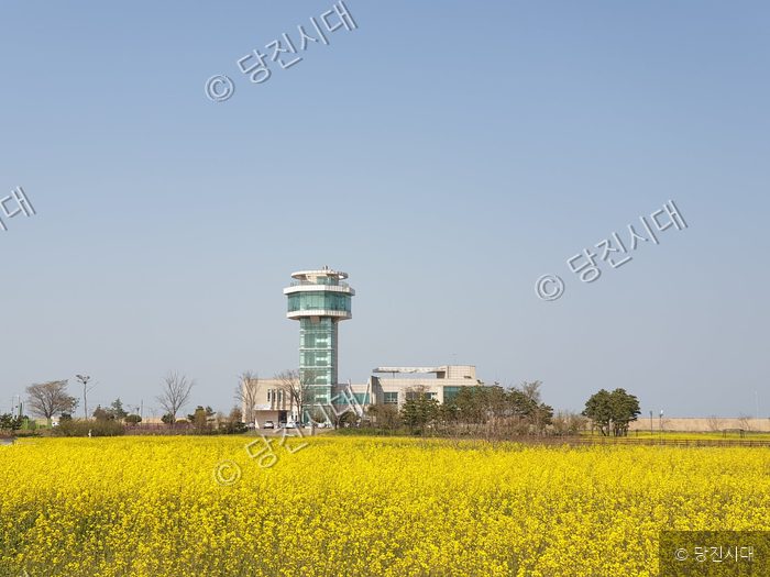 노란 유채꽃밭 뒤로 당진시관광정보센터가 서 있다.