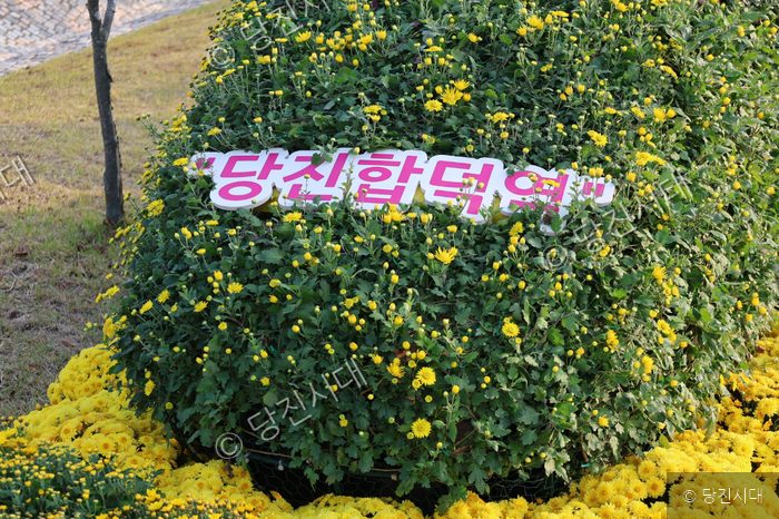 당진국화전시회에 전시된 화려한 국화 조형물이 가을 정취를 더하고 있다.