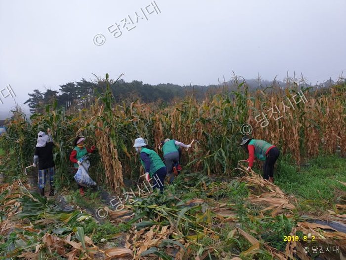 당진1동 주민들이 옥수수 수확 작업을 하고 있다.