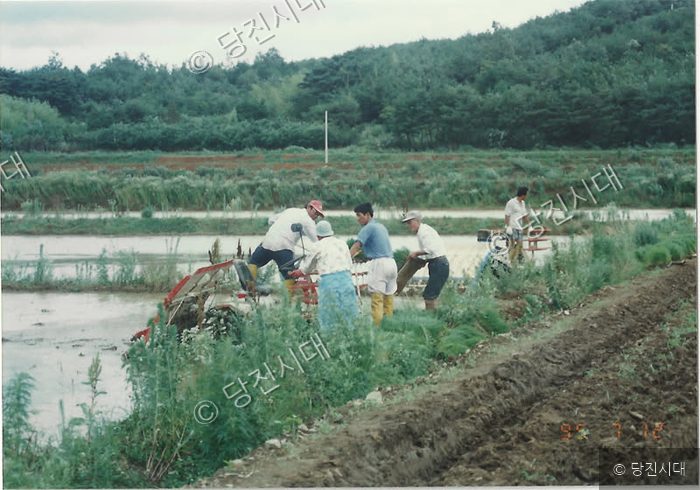 농민들이 논에서 이모작 모심기 작업을 하고 있다.