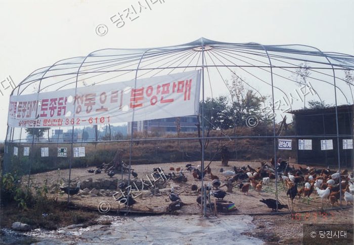 대형 우리 안에서 토종닭과 오리들이 사육되고 있다.