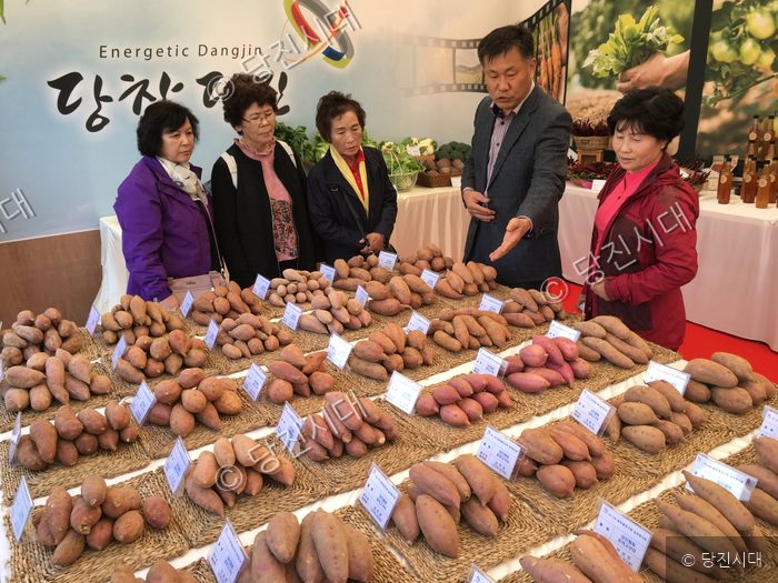 당진 농산물 품목별 연구회 실적발표회에서 관계자들이 고구마를 살펴보고 있다.