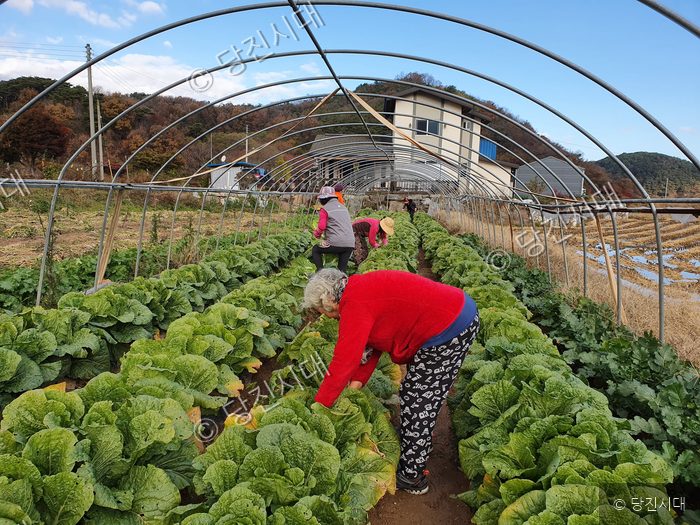 농민들이 비닐하우스에서 김장용 배추를 수확하고 있다.