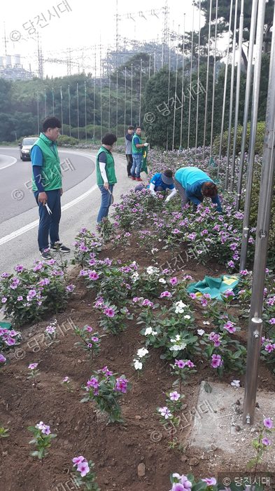 주민들이 도로변 화단에서 제초 및 꽃 심기 봉사활동을 하고 있다.