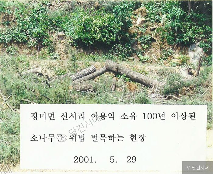 정미면 신시리에서 100년 이상 된 소나무를 위법 벌목하는 현장이다.
