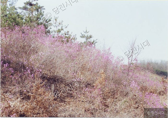 산기슭에 진달래꽃이 분홍색으로 만개해 있다.