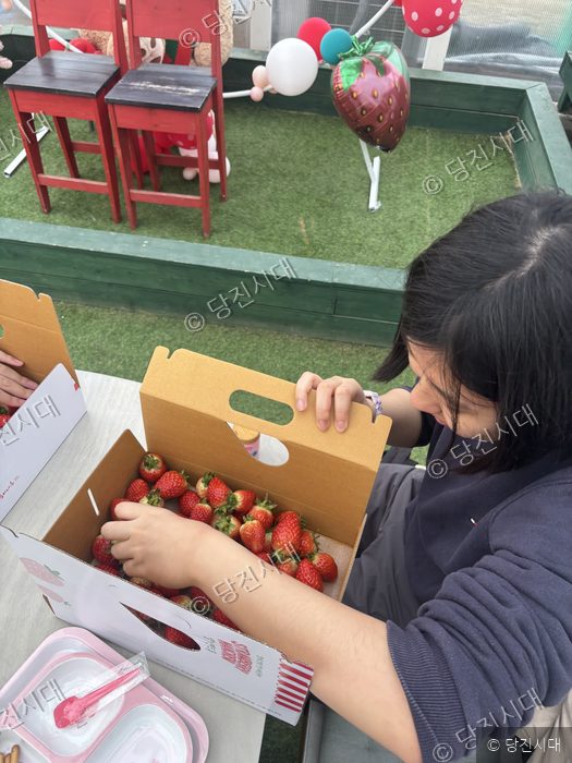 한 여성이 상자에 담긴 신선한 딸기를 정리하고 있다.