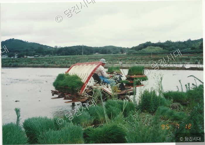 한 농민이 모내기철 논에서 이모작용 모내기 기계를 운전하고 있다.