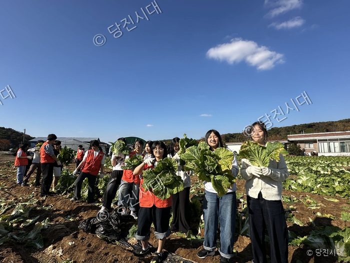학생들과 자원봉사자들이 밭에서 배추를 수확하며 환하게 웃고 있다.