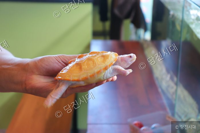 수족관 카페 대표가 알비노 거북을 손에 올려 보여주고 있다.