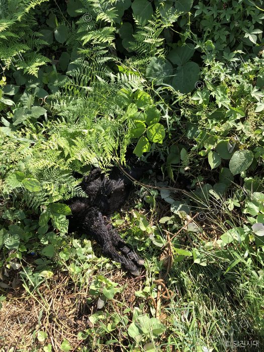 들개의 공격으로 가축이 폐사해 풀숲에 방치되어 있다.