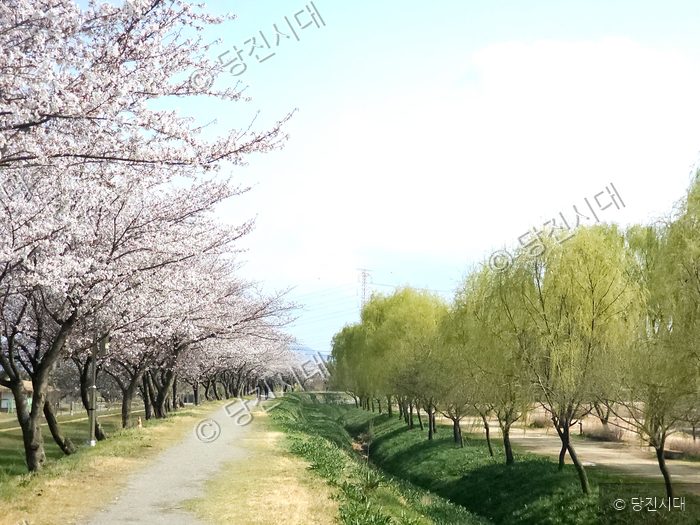 합덕제 산책로를 따라 어우러진 벚꽃과 버드나무