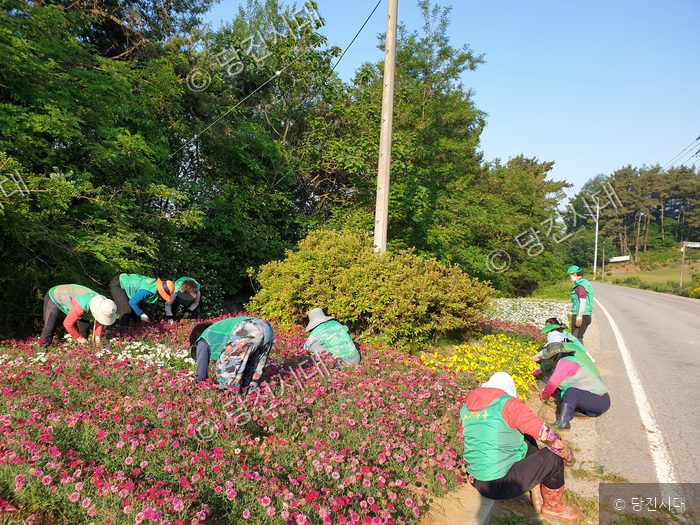 주민들이 도로변 화단에서 새마을꽃동산 제초작업을 하고 있다.