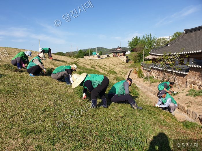 당진시 면천면 일대에서 새마을지도자들이 풀베기 봉사를 하고 있다.