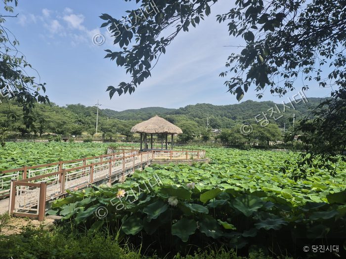 당진 면천 골정지 연못에 여름을 맞아 연꽃이 활짝 피어 있다.