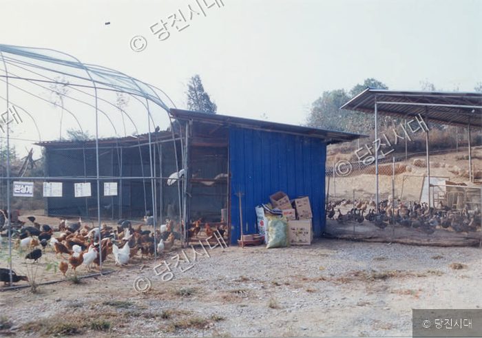 닭과 오리 등 가축이 사육되는 농장의 모습이다.