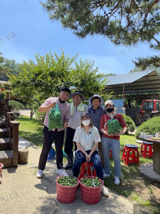 도시청년들이 당진에서 수확한 청매실을 들어 보이며 미소 짓고 있다.
