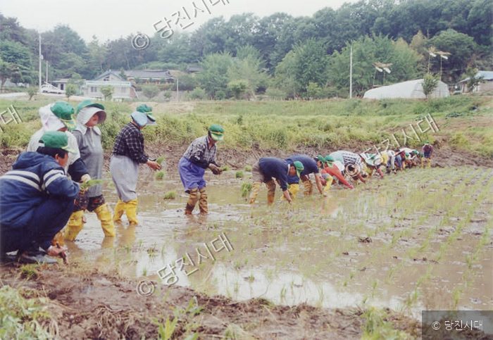 주민들이 논에서 모내기 작업을 하고 있다.