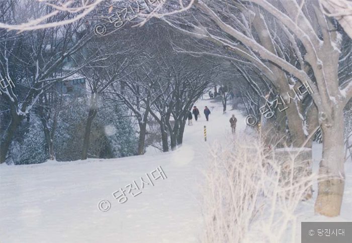 눈이 쌓인 겨울철 가로수길 풍경을 사람들이 걷고 있다.