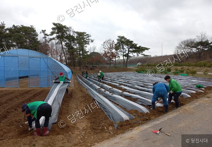 당진1동 새마을지도자들이 밭에 비닐을 씌우는 작업을 하고 있다.