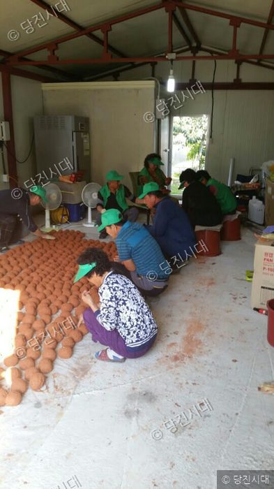 실내에서 주민들이 모여 메주를 빚고 있다.