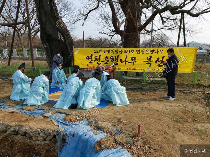 사람들이 면천은행나무 앞에서 목신제를 지내고 있다.