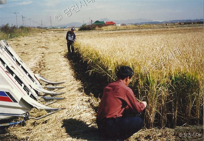 농민들이 들판에서 콤바인을 이용해 벼를 수확하고 있다.