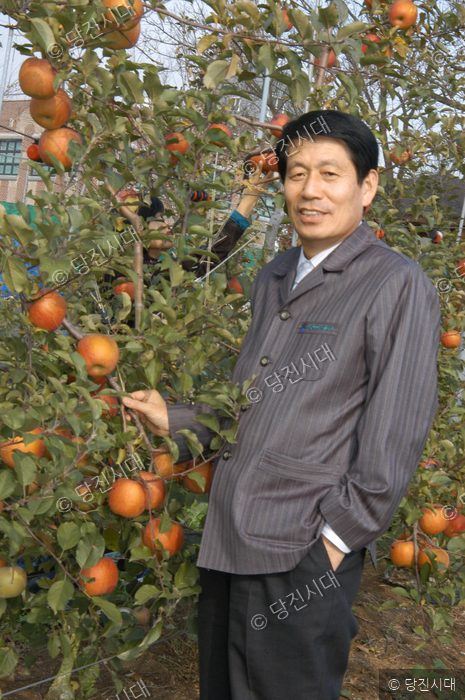 홍천표 당진군농업기술센터 소장이 사과나무밭에서 사과를 살펴보고 있다.