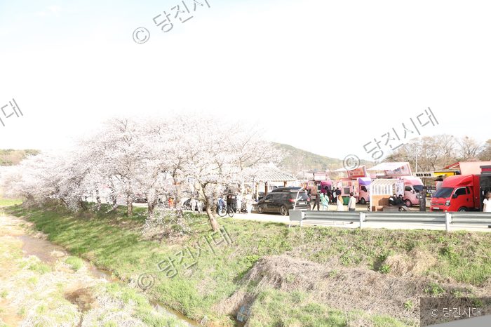 순성 벚꽃축제 행사장에 만개한 벚꽃과 방문객들이 북적이고 있다.