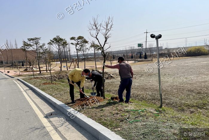 세 사람이 버그내순례길에 황금회화나무를 심고 있다.